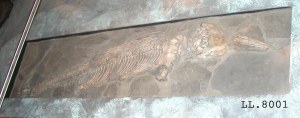 Ichthyosaur from Street, Somerset